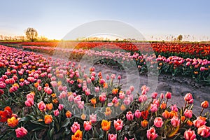 Tulip flowers field farm in spring landscape at sunset