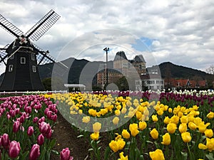 Tulip flowers field in front of a windmill