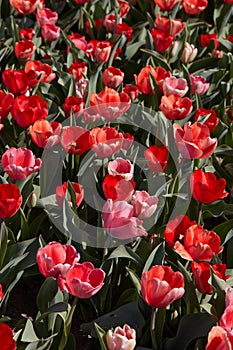 Tulip flowers and field in red and pink colors texture background in spring