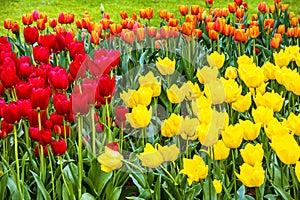 Tulip flowers field, red, yellow and orange, Keukenhof garden, N