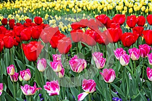 Tulip flowers field, red, yellow and pink