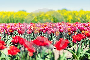 Tulip flowers field in spring.