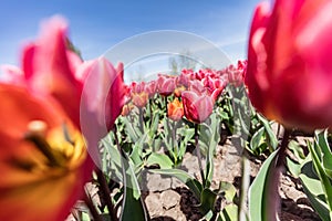 Tulip flowers field in spring blue sky