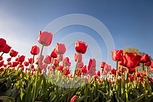 Tulip flowers field in spring blue sky