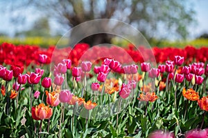 Tulip flowers field in spring blue sky