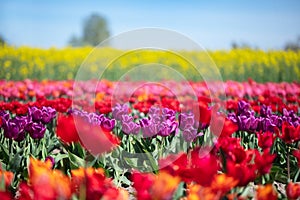 Tulip flowers field in spring blue sky