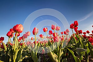 Tulip flowers field in spring blue sky