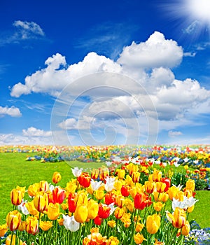 Tulip flowers field. spring landscape