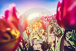 Tulip flowers field in spring sunny blue sky