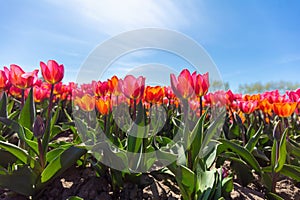Tulip flowers field in spring sunny blue sky
