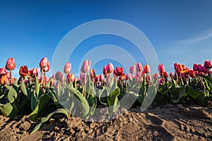 Tulip flowers field in spring sunny blue sky