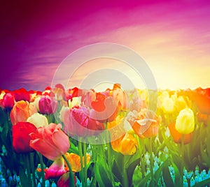 Tulip flowers field, sunset sky. Artistic mood