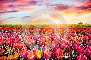 Tulip flowers field at sunset in spring