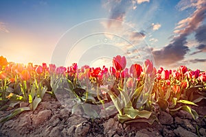 Tulip flowers field at sunset in spring