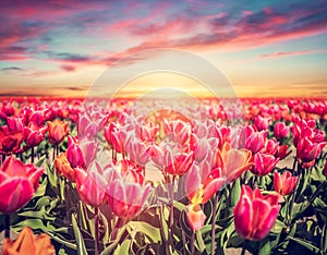 Tulip flowers field at sunset in spring