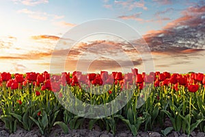 Tulip flowers field at sunset in spring