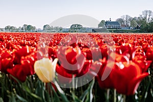 Tulip flowers by the former Island Of Schokland Netherlands, red tulips during Spring season in the netherlands