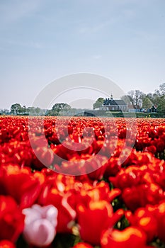 Tulip flowers by the former Island Of Schokland Netherlands, red tulips during Spring season in the netherlands