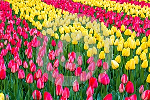 Tulip flowers in the garden