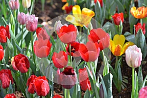 Tulip flowers garden