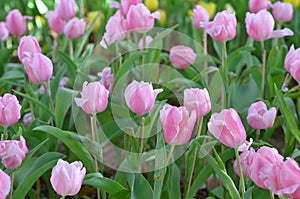 Tulip flowers garden