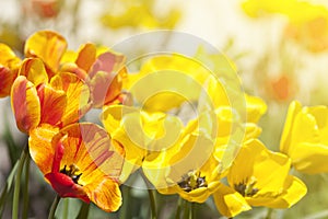 Tulip flowers in garden with bright colors in yellow and red