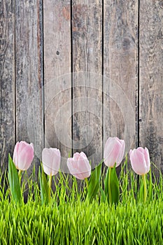 Tulip Flowers in Grass