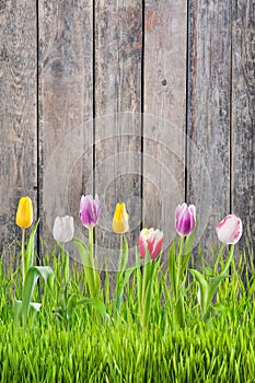 Tulip Flowers in Grass