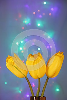 Tulip flowers : Greeting Card - Blur Stock Photos