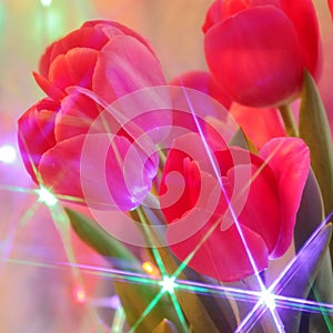 Tulip flowers : Greeting Card - Blur Stock Photos