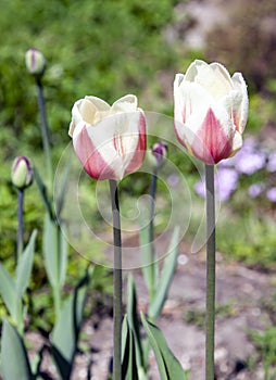 Tulip flowers on high stems after rain