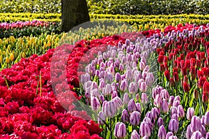 Tulip flowers in Holland spring garden Keukenhof, Netherlands