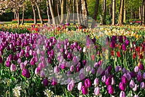 Tulip flowers in Holland spring garden Keukenhof, Netherlands