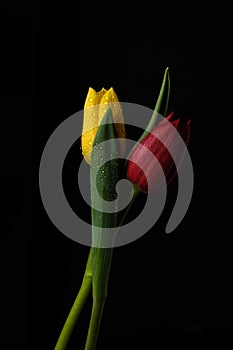 Tulip flowers isolated on a black background