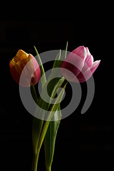 Tulip flowers isolated on a black background