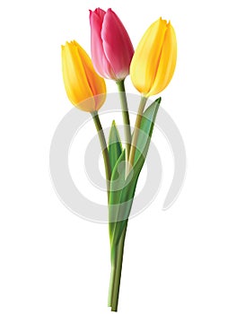 Tulip flowers isolated.