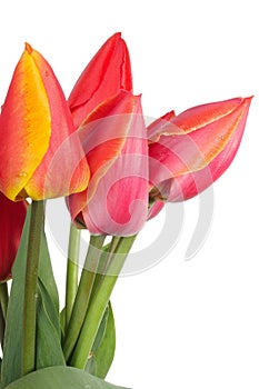 Tulip Flowers isolated on a white background