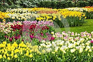 Tulip flowers in Keukenhof flower garden, Holland