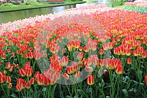 Tulip flowers , keukenhof garden Holland