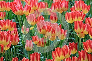 Tulip flowers , keukenhof garden Holland