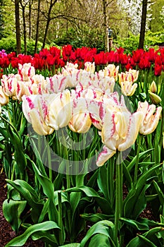 Tulip flowers in Keukenhof garden, Netherlands, Holland
