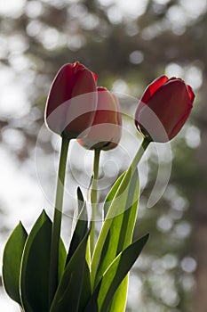 Tulip flowers in late afternoon light