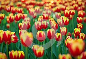 Tulip flowers meadow, selective focus. Spring nature background