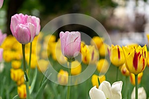 Tulip flowers and other spring flowers in grass in garden.