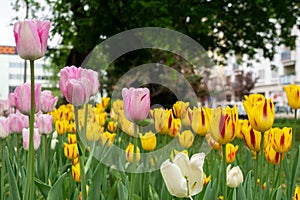 Tulip flowers and other spring flowers in grass in garden.