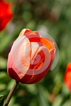 Tulip flowers and other spring flowers in grass in garden.