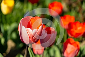 Tulip flowers and other spring flowers in grass in garden.