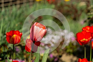 Tulip flowers and other spring flowers in grass in garden.