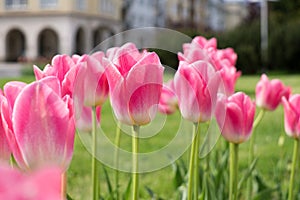 Tulip flowers and other spring flowers in grass in garden.