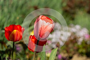 Tulip flowers and other spring flowers in grass in garden.